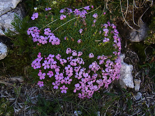 Silene acaulis