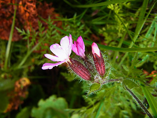 Silene dioica