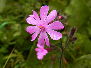 Silene dioica