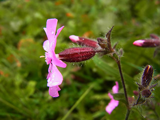 Silene dioica