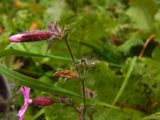 Silene dioica