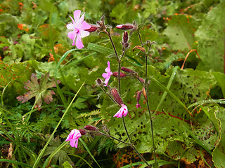 Silene dioica