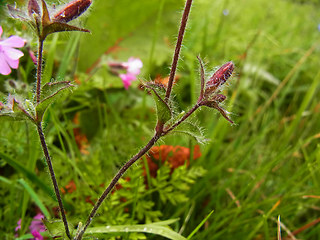 Silene dioica