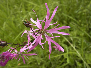 Silene flos- cucul