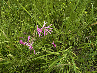 Silene flos- cucul