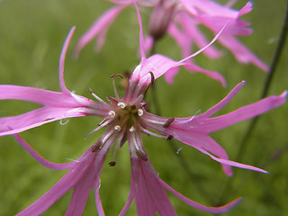 Silene flos- cucul