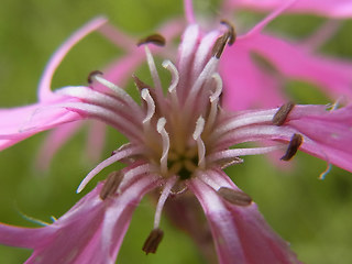 Silene flos- cucul