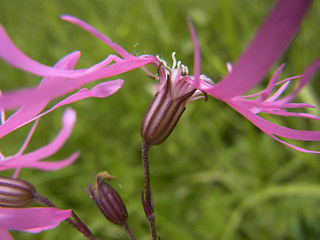 Silene flos- cucul