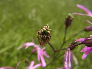 Silene flos- cucul