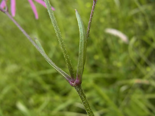 Silene flos- cucul