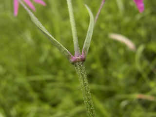 Silene flos- cucul