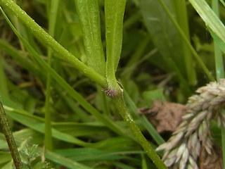 Silene flos- cucul