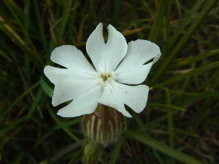 Silene latifolia