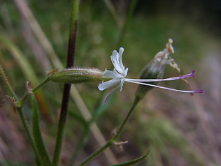 Silene nutans