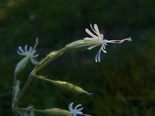 Silene nutans