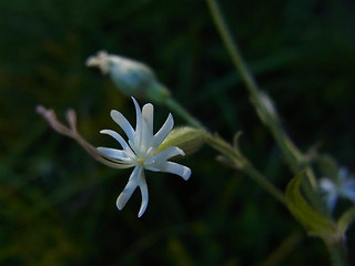 Silene nutans