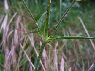 Silene nutans