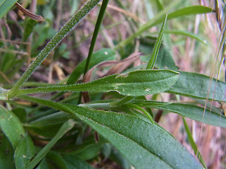 Silene nutans