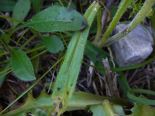 Silene nutans