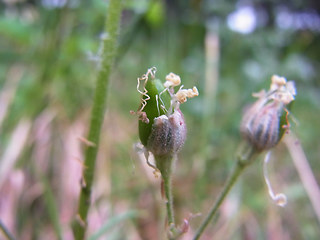 Silene nutans