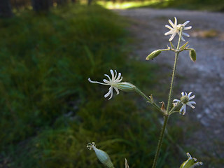 Silene nutans