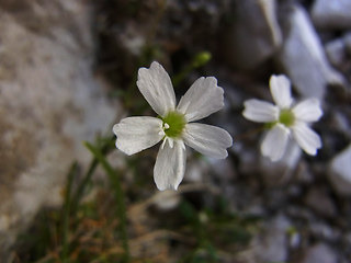 Silene pusilla