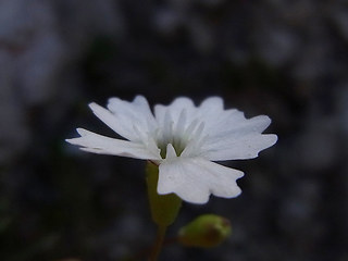 Silene pusilla