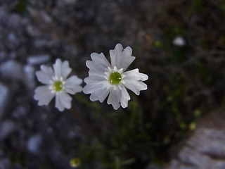 Silene pusilla