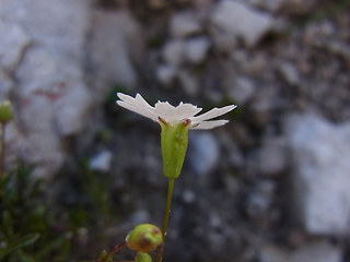 Silene pusilla