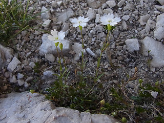 Silene pusilla