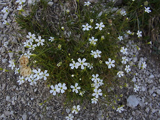 Silene pusilla