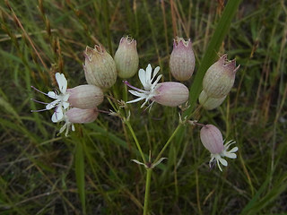 Silene vulgaris ssp. vulgaris