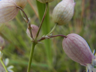 Silene vulgaris ssp. vulgaris