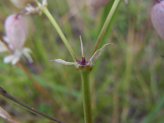 Silene vulgaris ssp. vulgaris