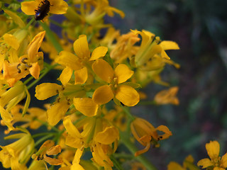 Sisymbrium strictissimum