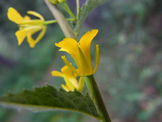 Sisymbrium strictissimum