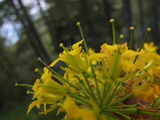 Sisymbrium strictissimum