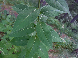 Sisymbrium strictissimum