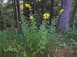 Sisymbrium strictissimum