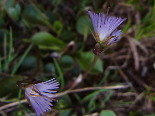 Soldanella alpina