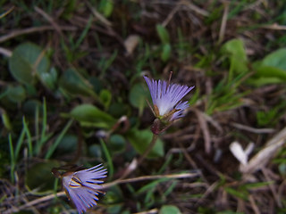 Soldanella alpina