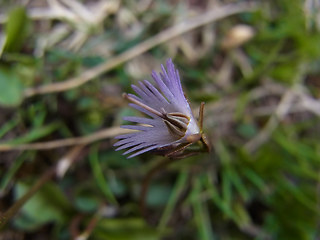 Soldanella alpina