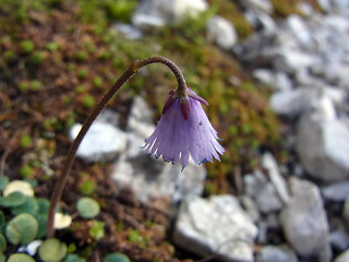 Soldanella alpina