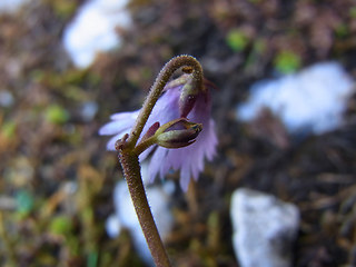 Soldanella alpina