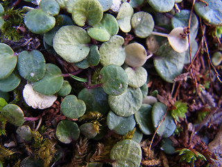 Soldanella alpina