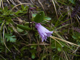 Soldanella pusilla