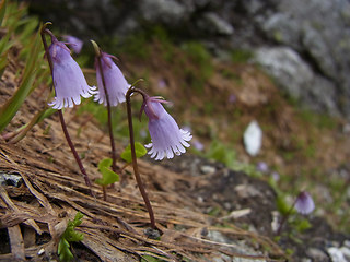 Soldanella pusilla