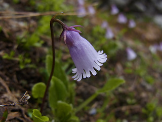 Soldanella pusilla