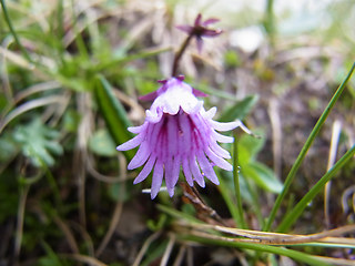 Soldanella pusilla