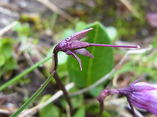 Soldanella pusilla